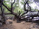 trees by the sea