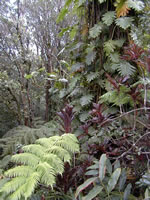 big ferns at Akaka Falls